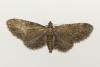 Eupithecia vulgata